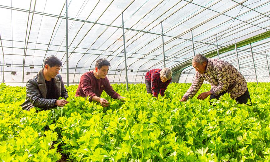 魯山縣下湯鎮(zhèn)岳莊村村民在蔬菜種植大棚管護蔬菜。 馬進偉 攝