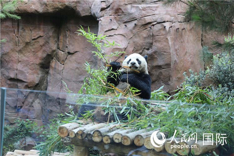 2、“云川”和“鑫寶”落戶圣迭戈動物園，開啟了新一輪中美大熊貓保護合作。 人民網(wǎng)記者 李志偉攝