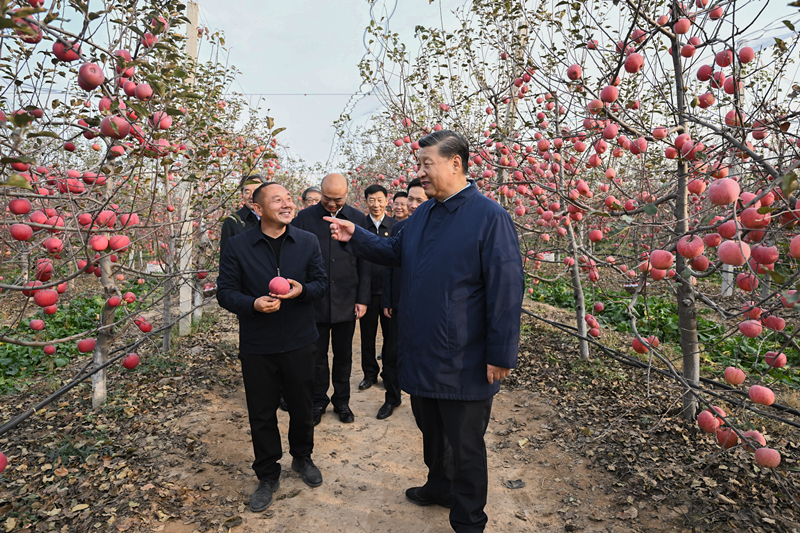 2022年10月26日，習(xí)近平總書記在陜西省延安市安塞區(qū)高橋鎮(zhèn)南溝村的蘋果園里同老鄉(xiāng)們親切交流。